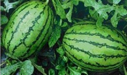 在哪可以看网红吃瓜视频,网红吃瓜视频热门聚集地